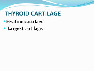 THYROID CARTILAGE
Hyaline cartilage
 Largest cartilage.
 