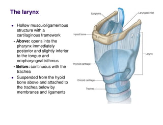 The larynx
Hollow musculoligamentous
structure with a
cartilaginous framework
- Above: opens into the
pharynx immediately
posterior and slightly inferior
to the tongue and
oropharyngeal isthmus
- Below: continuous with the
trachea
Suspended from the hyoid
bone above and attached to
the trachea below by
membranes and ligaments
 