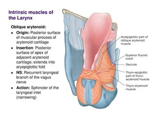 Intrinsic muscles of
the Larynx
Oblique arytenoid:
Origin: Posterior surface
of muscular process of
arytenoid cartilage
Insertion: Posterior
surface of apex of
adjacent arytenoid
cartilage; extends into
aryepiglottic fold
NS: Recurrent laryngeal
branch of the vagus
nerve
Action: Sphincter of the
laryngeal inlet
(narrowing)
 