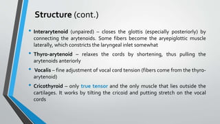 Structure (cont.)
• Interarytenoid (unpaired) – closes the glottis (especially posteriorly) by
connecting the arytenoids. Some fibers become the aryepiglottic muscle
laterally, which constricts the laryngeal inlet somewhat
• Thyro-arytenoid – relaxes the cords by shortening, thus pulling the
arytenoids anteriorly
• Vocalis – fine adjustment of vocal cord tension (fibers come from the thyro-
arytenoid)
• Cricothyroid – only true tensor and the only muscle that lies outside the
cartilages. It works by tilting the cricoid and putting stretch on the vocal
cords
 