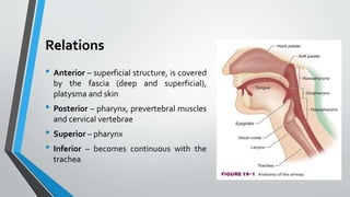 Relations
• Anterior – superficial structure, is covered
by the fascia (deep and superficial),
platysma and skin
• Posterior – pharynx, prevertebral muscles
and cervical vertebrae
• Superior – pharynx
• Inferior – becomes continuous with the
trachea
 