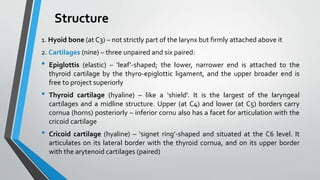 Structure
1. Hyoid bone (at C3) – not strictly part of the larynx but firmly attached above it
2. Cartilages (nine) – three unpaired and six paired:
• Epiglottis (elastic) – ‘leaf’-shaped; the lower, narrower end is attached to the
thyroid cartilage by the thyro-epiglottic ligament, and the upper broader end is
free to project superiorly
• Thyroid cartilage (hyaline) – like a ‘shield’. It is the largest of the laryngeal
cartilages and a midline structure. Upper (at C4) and lower (at C5) borders carry
cornua (horns) posteriorly – inferior cornu also has a facet for articulation with the
cricoid cartilage
• Cricoid cartilage (hyaline) – ‘signet ring’-shaped and situated at the C6 level. It
articulates on its lateral border with the thyroid cornua, and on its upper border
with the arytenoid cartilages (paired)
 