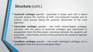 Structure (cont.)
• Arytenoid cartilages (paired) – pyramidal in shape, each with a lateral
muscular process (for insertion of both crico-arytenoid muscles) and an
anterior vocal process (being the posterior attachment of the vocal
ligament)
• Corniculate cartilages (paired) – two small conical-shaped cartilages,
articulate with the apices of arytenoid cartilages, give attachment to
aryepiglottic folds (the fibro-elastic membrane between the epiglottis and
arytenoids – lower border of which is free and forms the vestibular ligament
or false cord)
• Cuneiform cartilages (paired) – two small rod-shaped cartilages are in
aryepiglottic folds and serve to strengthen them
 