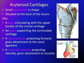 Arytenoid Cartilages
• Small, pyramidal in shape
• Situated at the back of the larynx
Has:
• A base articulating with the upper
border of the cricoid cartilage
• An apex supporting the corniculate
cartilage
• A vocal process projecting forward,
gives attachment to the vocal
ligament
• A muscular process projecting
laterally, gives attachment to muscles
 