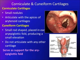 Corniculate & Cuneiform Cartilages
Corniculate Cartilages
• Small nodules
• Articulate with the apices of
arytenoid cartilages
Cuneiform Cartilages
• Small rod shaped, placed in each
aryepiglottic fold, producing a
small elevation
• Do not articulate with any other
cartilage
Serve as support for the ary-
epiglottic fold
E
CU
CO
V
F
 