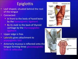 Epiglottis
• Leaf shaped, situated behind the root
of the tongue
• Connected:
 In front to the body of hyoid bone
by the hyoepiglottic ligament
 By its stalk to the back of thyroid
cartilage by the thyroepiglottic
ligament
• Upper edge is free.
• Laterally gives attachment to
aryepiglottic fold
• Anteriorly mucosa is reflected onto the
tongue forming three glossoepiglottic
folds & valleculae
 