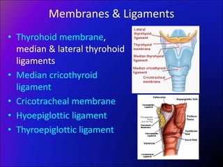 Membranes & Ligaments
• Thyrohoid membrane,
median & lateral thyrohoid
ligaments
• Median cricothyroid
ligament
• Cricotracheal membrane
• Hyoepiglottic ligament
• Thyroepiglottic ligament
 