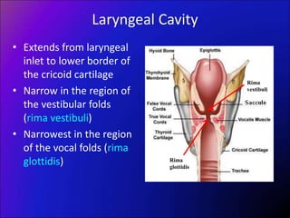 Laryngeal Cavity
• Extends from laryngeal
inlet to lower border of
the cricoid cartilage
• Narrow in the region of
the vestibular folds
(rima vestibuli)
• Narrowest in the region
of the vocal folds (rima
glottidis)
Rima
vestibuli
Rima
glottidis
 