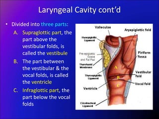 Laryngeal Cavity cont’d
• Divided into three parts:
A. Supraglottic part, the
part above the
vestibular folds, is
called the vestibule
B. The part between
the vestibular & the
vocal folds, is called
the ventricle
C. Infraglottic part, the
part below the vocal
folds
A
B
C
 