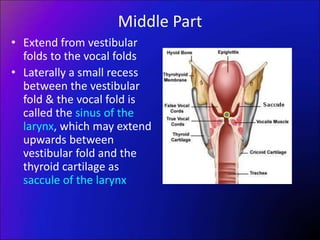 Middle Part
• Extend from vestibular
folds to the vocal folds
• Laterally a small recess
between the vestibular
fold & the vocal fold is
called the sinus of the
larynx, which may extend
upwards between
vestibular fold and the
thyroid cartilage as
saccule of the larynx
 