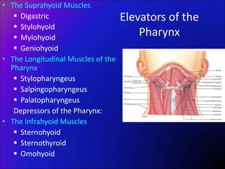 Elevators of the
Pharynx
• The Suprahyoid Muscles
 Digastric
 Stylohyoid
 Mylohyoid
 Geniohyoid
• The Longitudinal Muscles of the
Pharynx
 Stylopharyngeus
 Salpingopharyngeus
 Palatopharyngeus
Depressors of the Pharynx:
• The Infrahyoid Muscles
 Sternohyoid
 Sternothyroid
 Omohyoid
 
