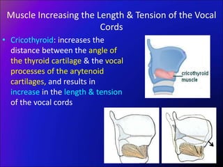 Muscle Increasing the Length & Tension of the Vocal
Cords
• Cricothyroid: increases the
distance between the angle of
the thyroid cartilage & the vocal
processes of the arytenoid
cartilages, and results in
increase in the length & tension
of the vocal cords
 