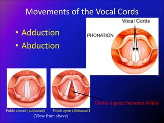 Movements of the Vocal Cords
• Adduction
• Abduction
Folds closed (adducted) Folds open (abducted)
(View from above)
Glottis (space between folds)
 