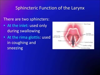 Sphincteric Function of the Larynx
There are two sphincters:
• At the inlet: used only
during swallowing
• At the rima glottis: used
in coughing and
sneezing
 