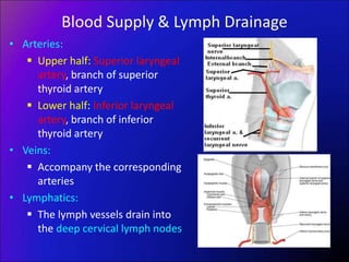 Blood Supply & Lymph Drainage
• Arteries:
 Upper half: Superior laryngeal
artery, branch of superior
thyroid artery
 Lower half: Inferior laryngeal
artery, branch of inferior
thyroid artery
• Veins:
 Accompany the corresponding
arteries
• Lymphatics:
 The lymph vessels drain into
the deep cervical lymph nodes
 