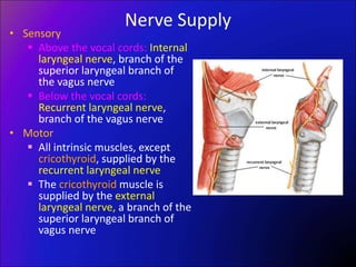 Nerve Supply
• Sensory
 Above the vocal cords: Internal
laryngeal nerve, branch of the
superior laryngeal branch of
the vagus nerve
 Below the vocal cords:
Recurrent laryngeal nerve,
branch of the vagus nerve
• Motor
 All intrinsic muscles, except
cricothyroid, supplied by the
recurrent laryngeal nerve
 The cricothyroid muscle is
supplied by the external
laryngeal nerve, a branch of the
superior laryngeal branch of
vagus nerve
 