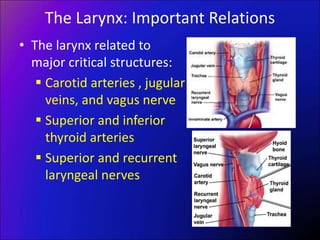 The Larynx: Important Relations
• The larynx related to
major critical structures:
 Carotid arteries , jugular
veins, and vagus nerve
 Superior and inferior
thyroid arteries
 Superior and recurrent
laryngeal nerves
 