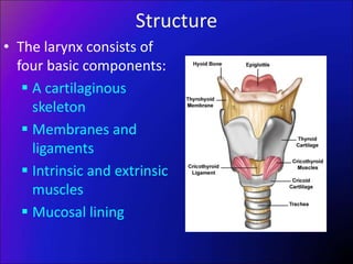 Structure
• The larynx consists of
four basic components:
 A cartilaginous
skeleton
 Membranes and
ligaments
 Intrinsic and extrinsic
muscles
 Mucosal lining
 