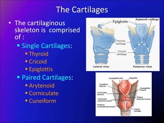 The Cartilages
• The cartilaginous
skeleton is comprised
of :
 Single Cartilages:
 Thyroid
 Cricoid
 Epiglottis
 Paired Cartilages:
 Arytenoid
 Corniculate
 Cuneiform
 