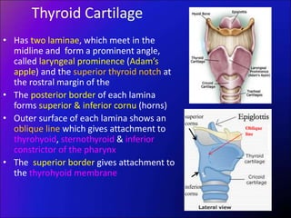 Thyroid Cartilage
• Has two laminae, which meet in the
midline and form a prominent angle,
called laryngeal prominence (Adam’s
apple) and the superior thyroid notch at
the rostral margin of the
• The posterior border of each lamina
forms superior & inferior cornu (horns)
• Outer surface of each lamina shows an
oblique line which gives attachment to
thyrohyoid, sternothyroid & inferior
constrictor of the pharynx
• The superior border gives attachment to
the thyrohyoid membrane
Oblique
line
superior
cornu
inferior
cornu
 