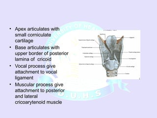 Larynx ANATOMY AND HISTOLGOY PRESENTATION.ppsx