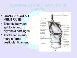Larynx ANATOMY AND HISTOLGOY PRESENTATION.ppsx