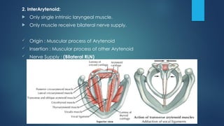 Bilateral Rln larynx anatomy and physiology pptrx.pptx
