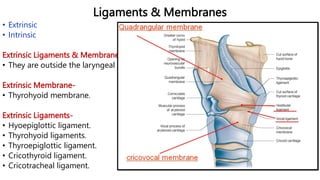 Larynx-II.pdf