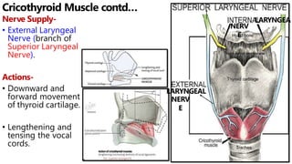 larynx-ii-pptx