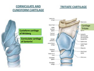 CORNICULATE AND
CUNEIFORM CARTILAGE
Corniculate cartilage
of Santorini
Cunieform cartilage
of Wrisberg
Cartilage
Tritiate
TRITIATE CARTILAGE
 