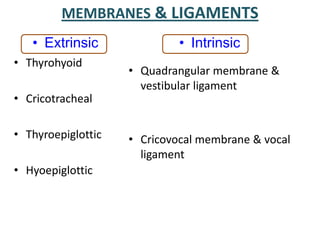 MEMBRANES & LIGAMENTS
• Extrinsic
• Thyrohyoid
• Cricotracheal
• Thyroepiglottic
• Hyoepiglottic
• Intrinsic
• Quadrangular membrane &
vestibular ligament
• Cricovocal membrane & vocal
ligament
 