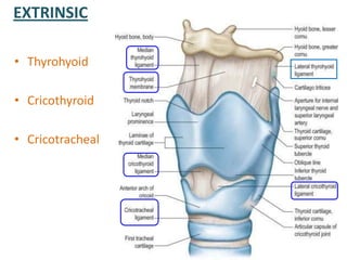 EXTRINSIC
• Thyrohyoid
• Cricothyroid
• Cricotracheal
 