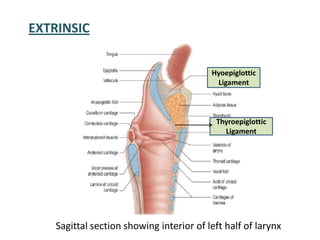 Sagittal section showing interior of left half of larynx
EXTRINSIC
Hyoepiglottic
Ligament
Thyroepiglottic
Ligament
 