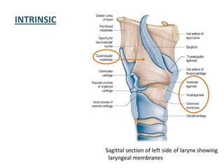 INTRINSIC
Sagittal section of left side of larynx showing
laryngeal membranes
 