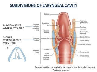 Coronal section through the larynx and cranial end of trachea
Posterior aspect
SUBDIVISIONS OF LARYNGEAL CAVITY
LARYNGEAL INLET
ARYEPIGLOTTIC FOLD
SACCULE
VESTIBULAR FOLD
VOCAL FOLD
 