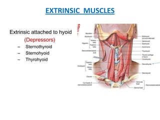 EXTRINSIC MUSCLES
Extrinsic attached to hyoid
(Depressors)
– Sternothyroid
– Sternohyoid
– Thyrohyoid
 