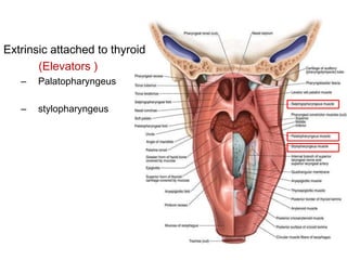 Extrinsic attached to thyroid
(Elevators )
– Palatopharyngeus
– stylopharyngeus
 