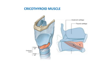 CRICOTHYROID MUSCLE
 