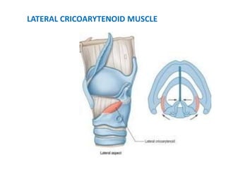 LATERAL CRICOARYTENOID MUSCLE
 