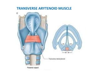 TRANSVERSE ARYTENOID MUSCLE
 