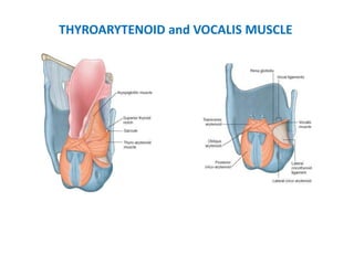 THYROARYTENOID and VOCALIS MUSCLE
 