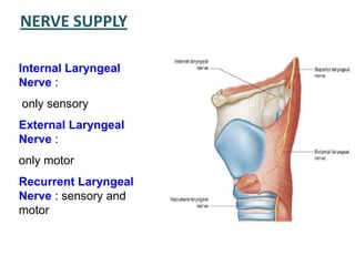 NERVE SUPPLY
Internal Laryngeal
Nerve :
only sensory
External Laryngeal
Nerve :
only motor
Recurrent Laryngeal
Nerve : sensory and
motor
 