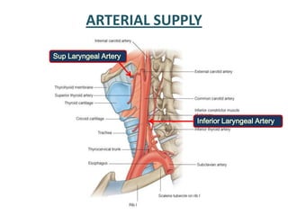 ARTERIAL SUPPLY
Sup Laryngeal Artery
Inferior Laryngeal Artery
 