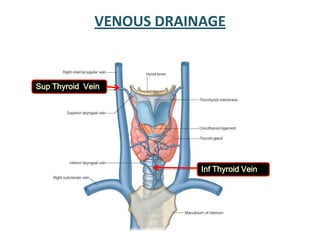 VENOUS DRAINAGE
Sup Thyroid Vein
Inf Thyroid Vein
 