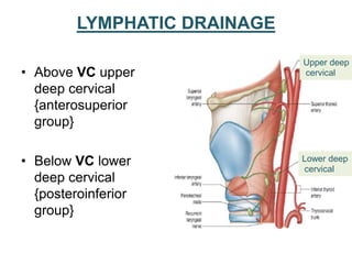 LYMPHATIC DRAINAGE
• Above VC upper
deep cervical
{anterosuperior
group}
• Below VC lower
deep cervical
{posteroinferior
group}
Upper deep
cervical
Lower deep
cervical
 