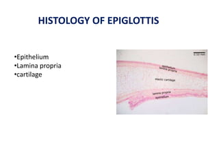 HISTOLOGY OF EPIGLOTTIS
•Epithelium
•Lamina propria
•cartilage
 