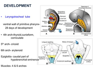 DEVELOPMENT
• Laryngotracheal tube
ventral wall of primitive pharynx-
28 days of development
• 4th arch-thyroid,cunieform,
corniculate
5th arch- cricoid
6th arch- arytenoid
Epiglottis- caudal part of
hypobranchial eminence
Muscles- 4 & 6 arches
 