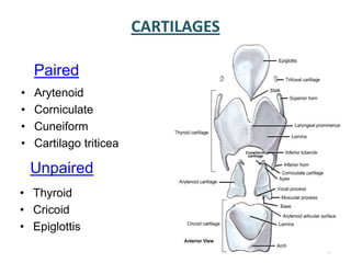 CARTILAGES
Paired
• Arytenoid
• Corniculate
• Cuneiform
• Cartilago triticea
Unpaired
• Thyroid
• Cricoid
• Epiglottis
5
 