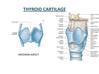 THYROID CARTILAGE
ANTERIOR ASPECT
 