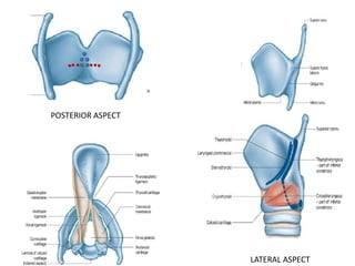POSTERIOR ASPECT
LATERAL ASPECT
 